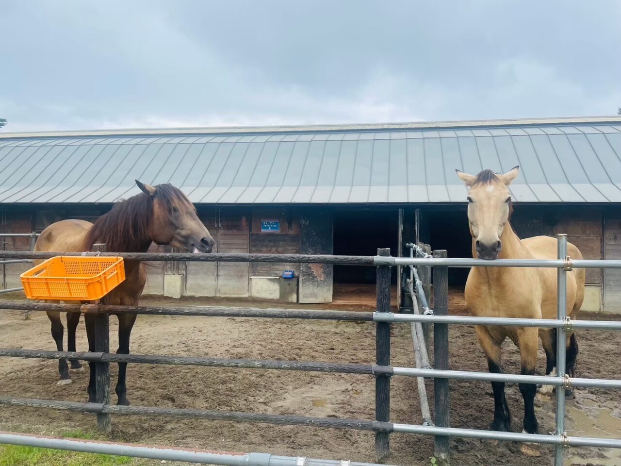 2026年石筵ふれあい牧場の馬