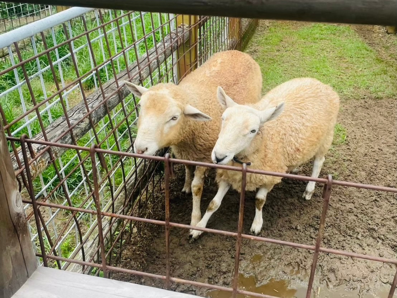 2026年石筵ふれあい牧場のアルパカ