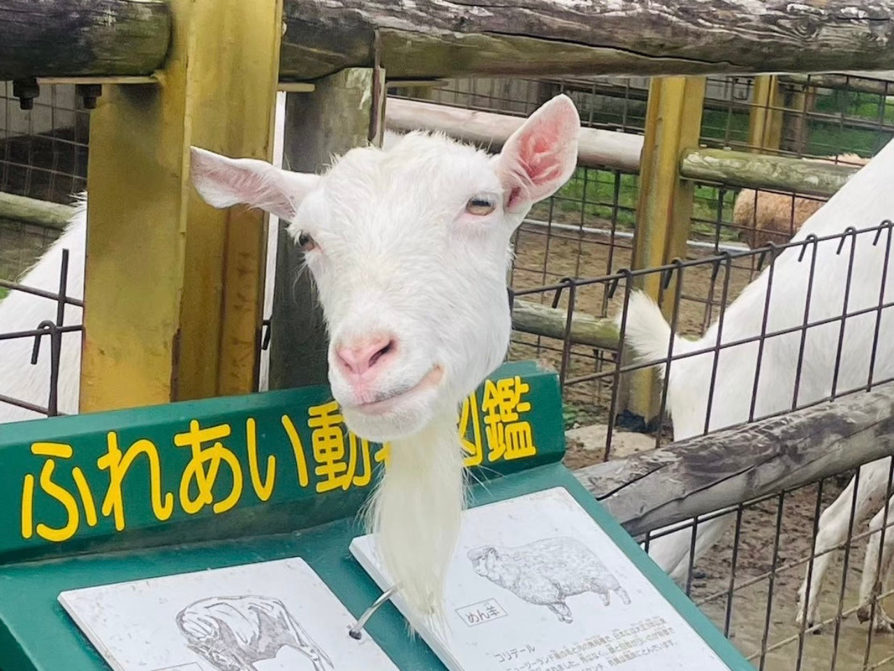 2026年石筵ふれあい牧場のヤギ